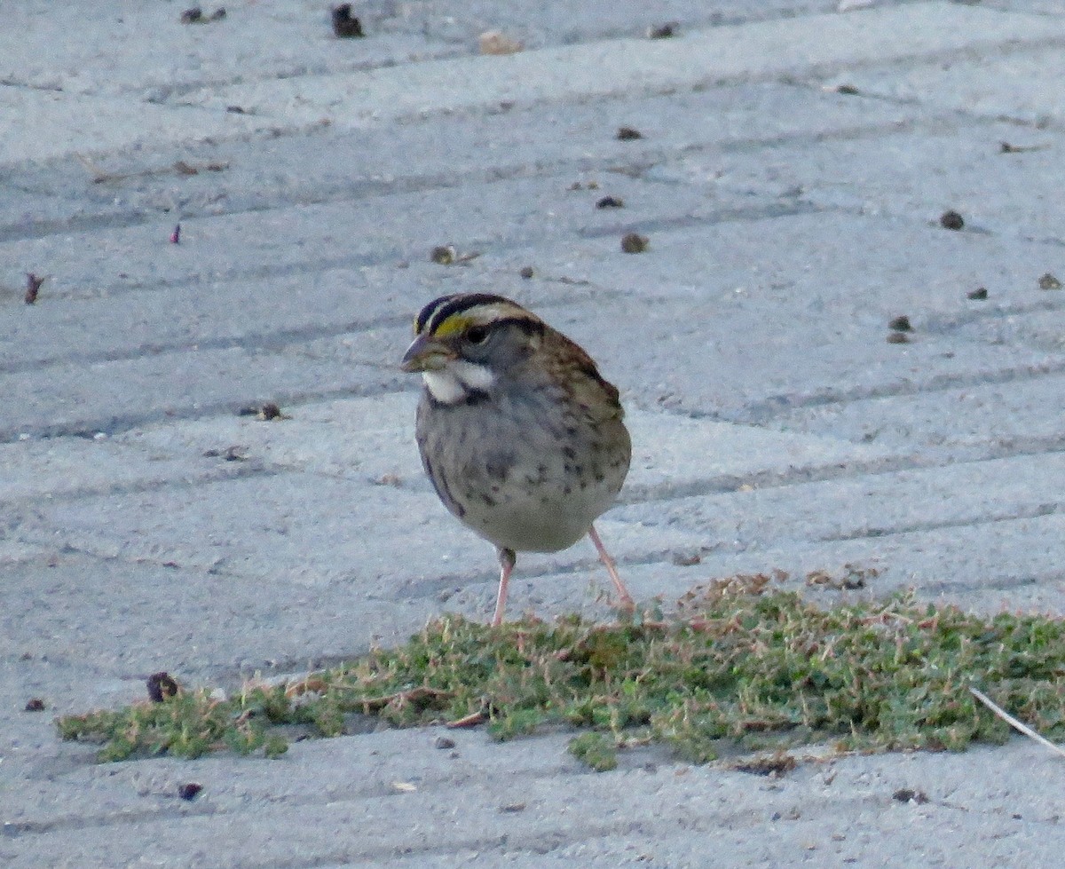 White-throated Sparrow - ML40069361