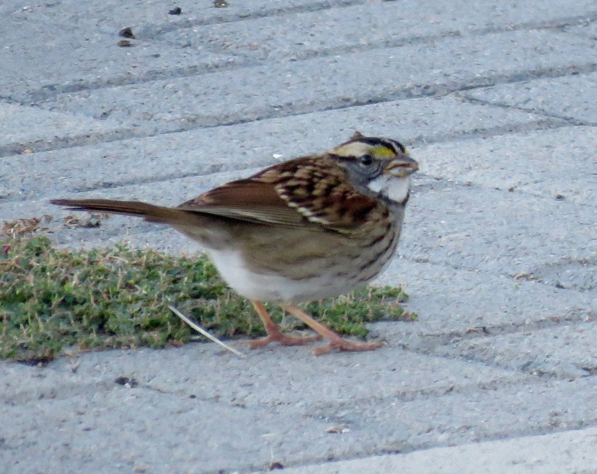 White-throated Sparrow - ML40069371