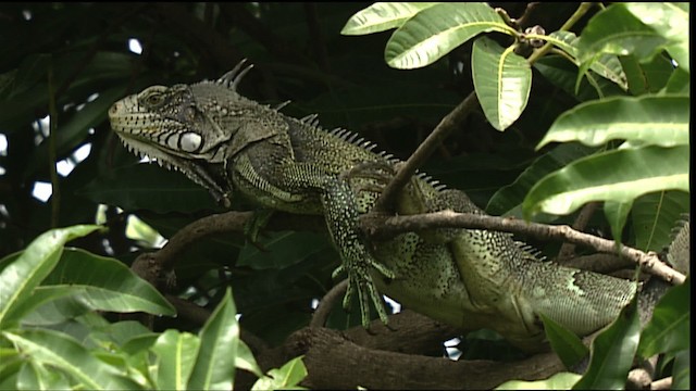 Common Green Iguana - ML400697