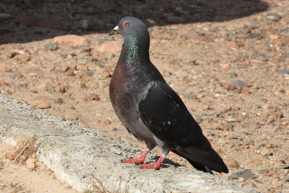 Rock Pigeon (Feral Pigeon) - ML400697981