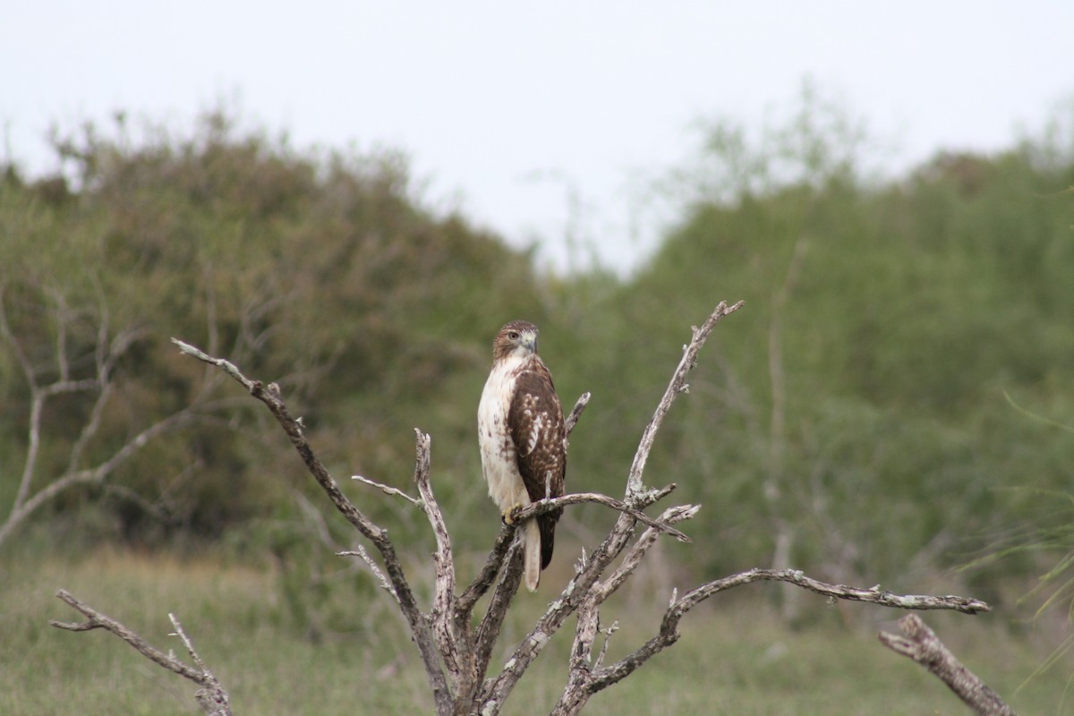 Red-tailed Hawk - ML40070491