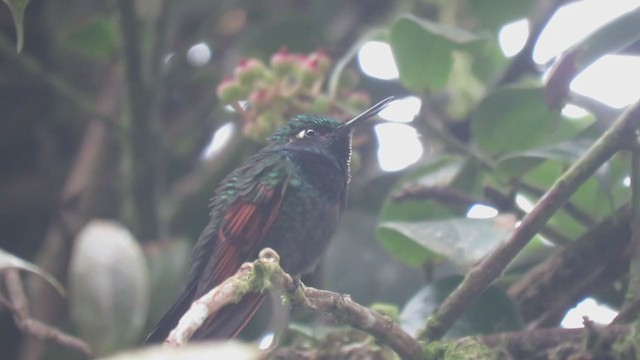 Garnet-throated Hummingbird - ML400705031