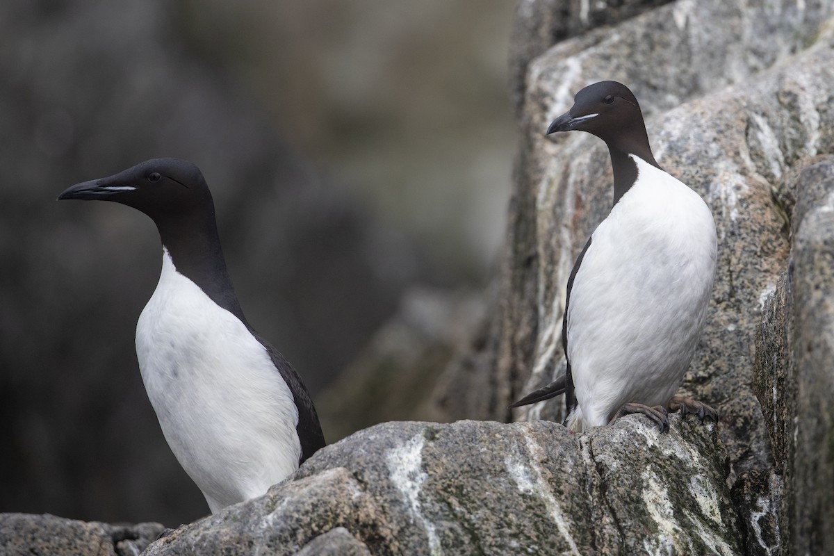 Thick-billed Murre - ML400710671