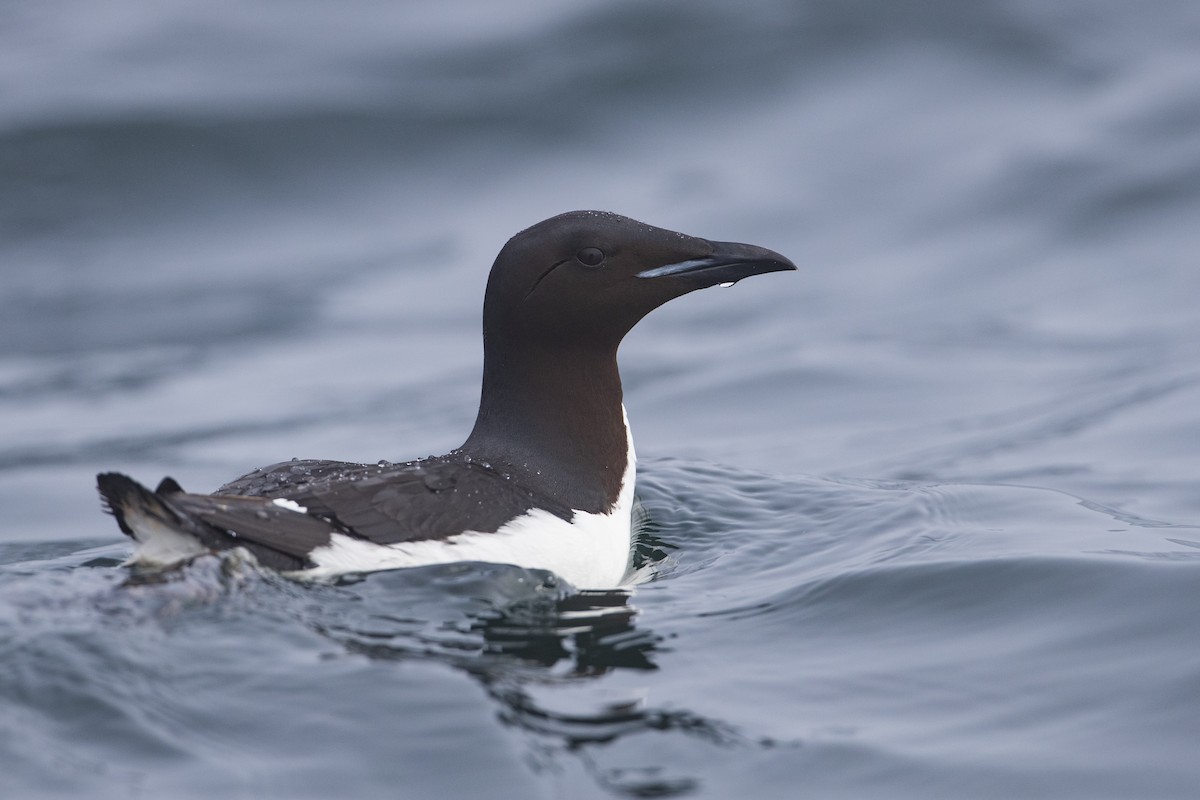 Thick-billed Murre - ML400710751