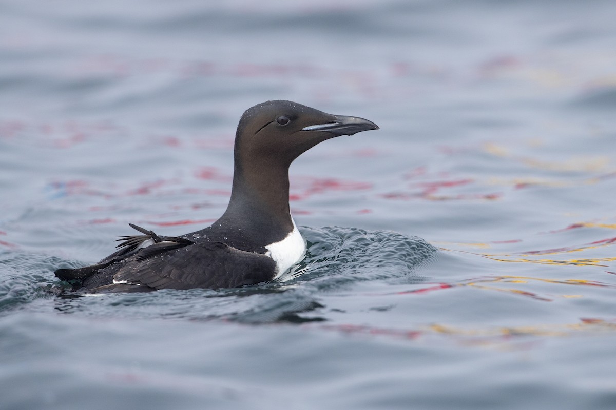 Thick-billed Murre - ML400710811