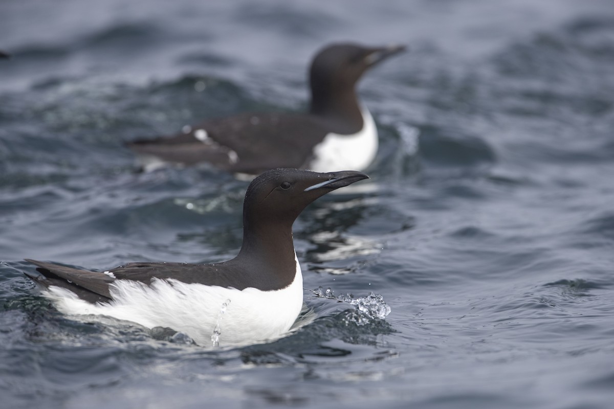 Thick-billed Murre - ML400710841