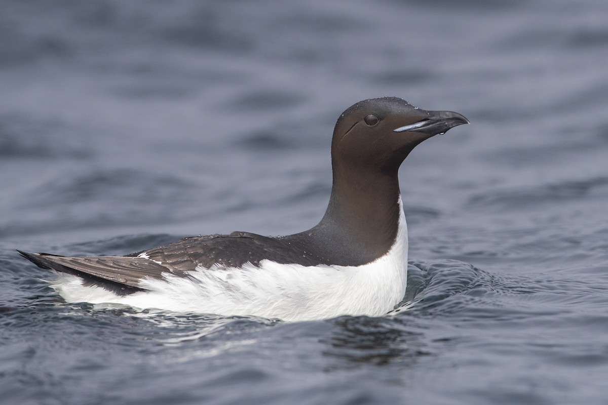 Thick-billed Murre - ML400710851