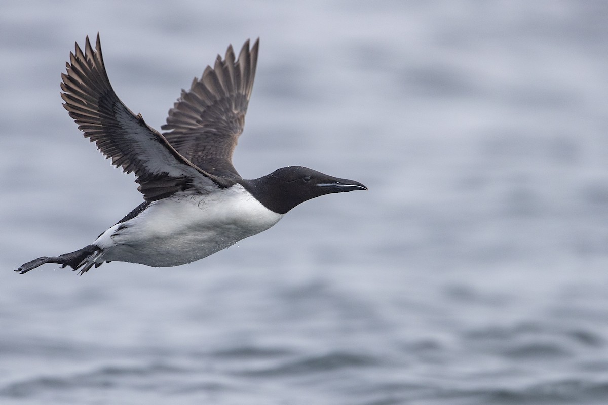 Thick-billed Murre - ML400710901