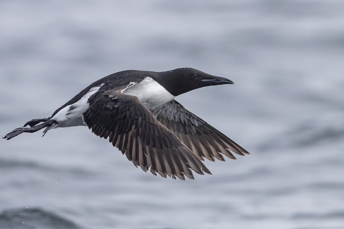 Thick-billed Murre - ML400710921