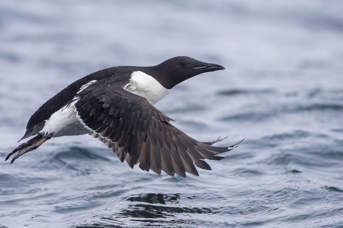 Thick-billed Murre - ML400710981