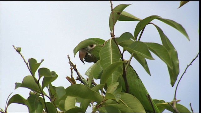Blue-crowned Parakeet (Blue-crowned) - ML400711