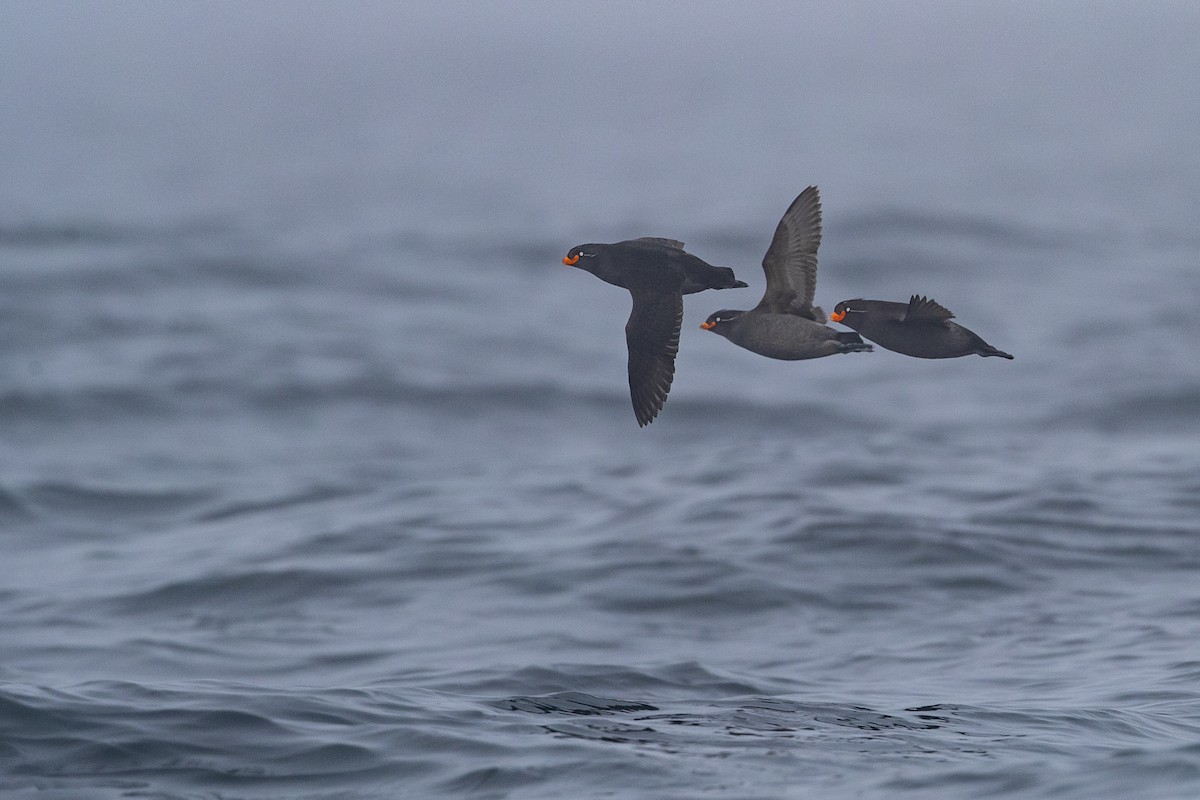 Crested Auklet - ML400711381