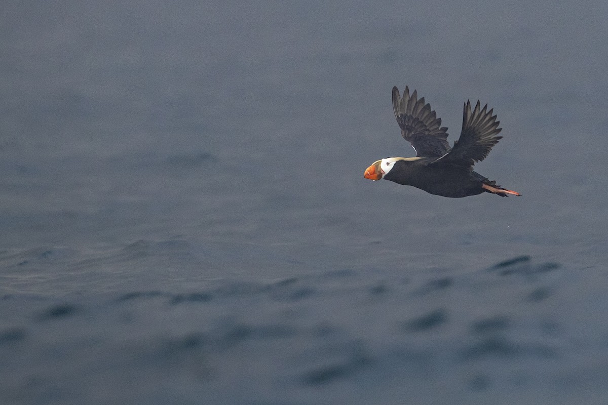 Tufted Puffin - Michael Stubblefield