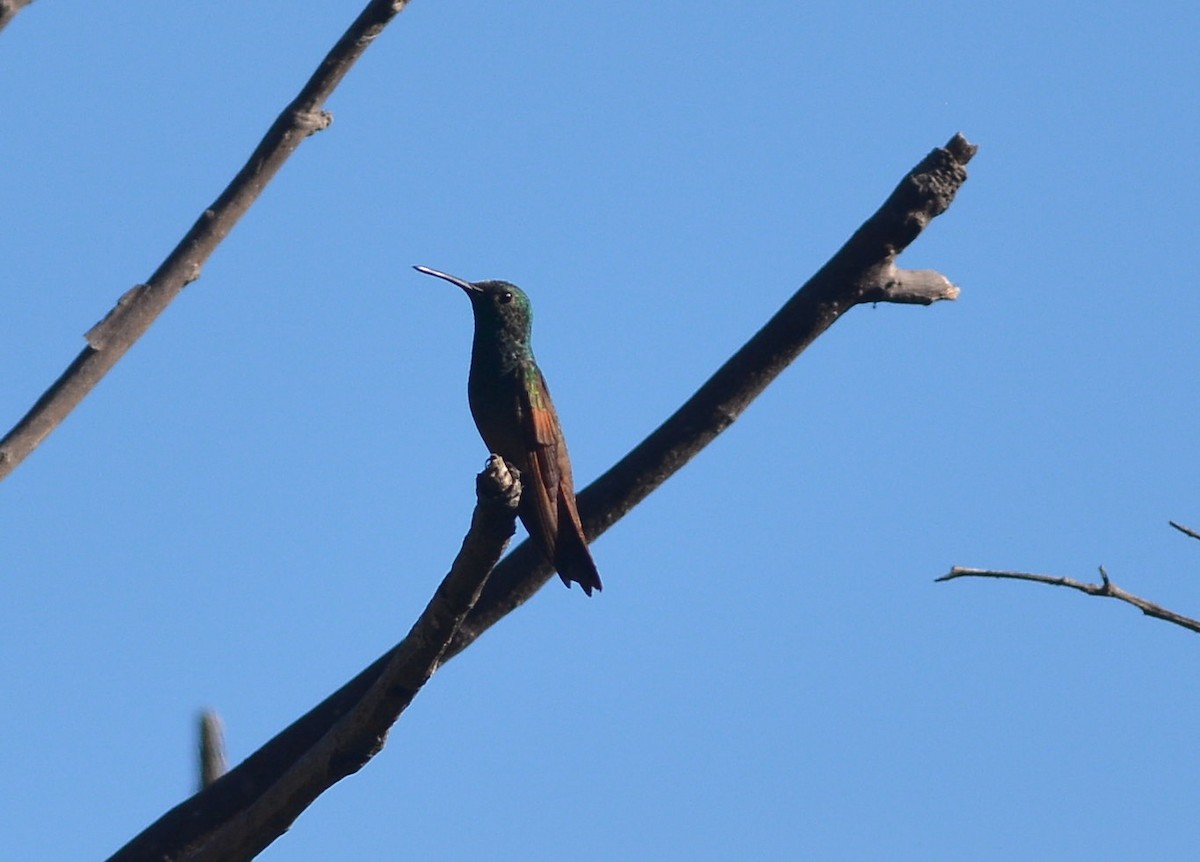 kolibřík mexický - ML400712791