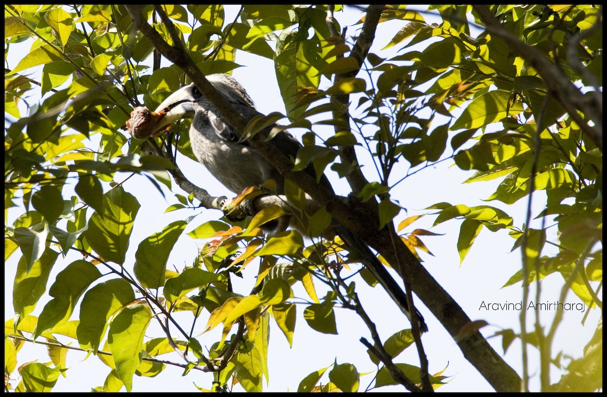 Malabar Gray Hornbill - ML40071381