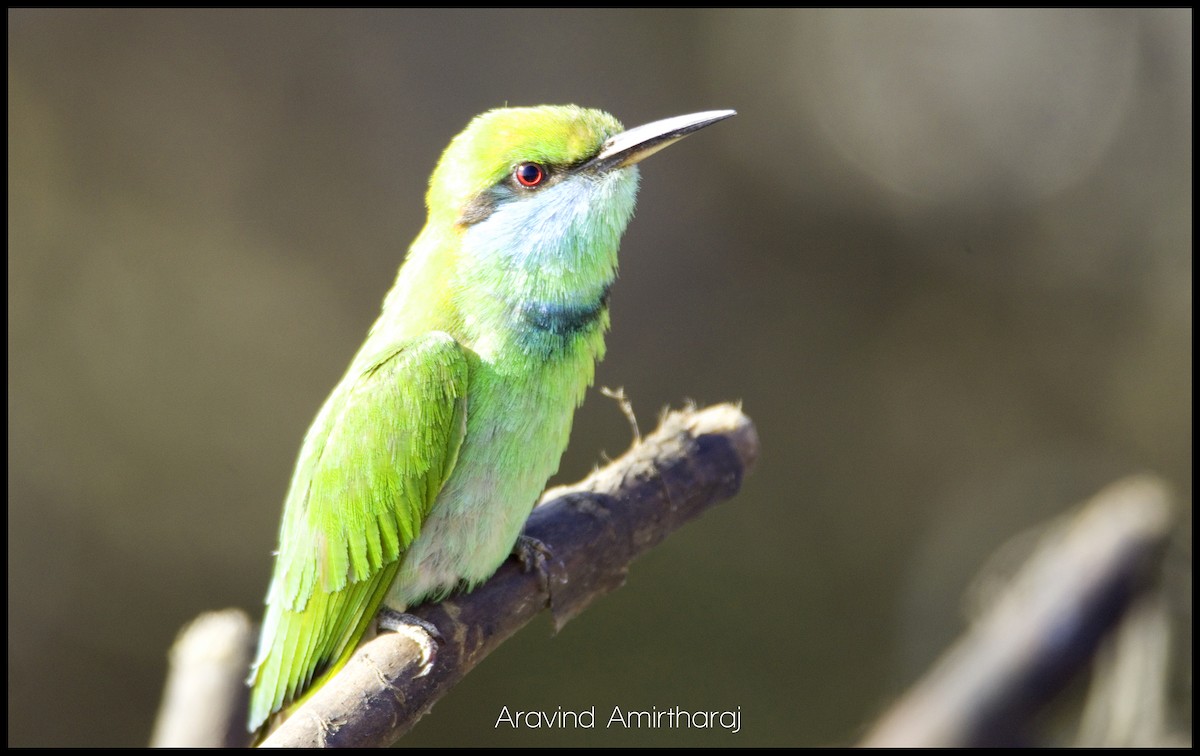 Asian Green Bee-eater - Aravind Amirtharaj