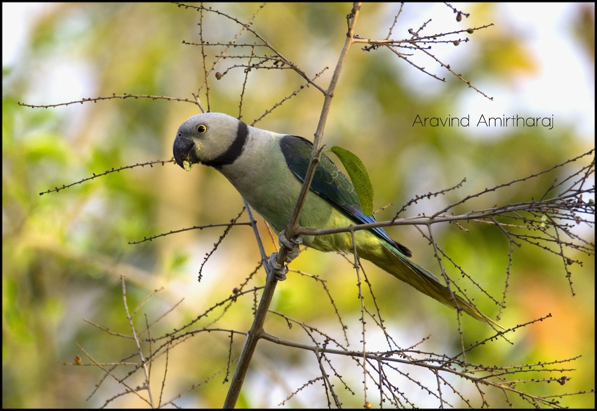 Malabar Parakeet - Aravind Amirtharaj