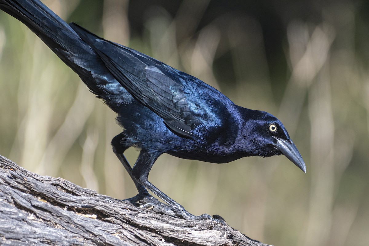 Great-tailed Grackle - ML400717191