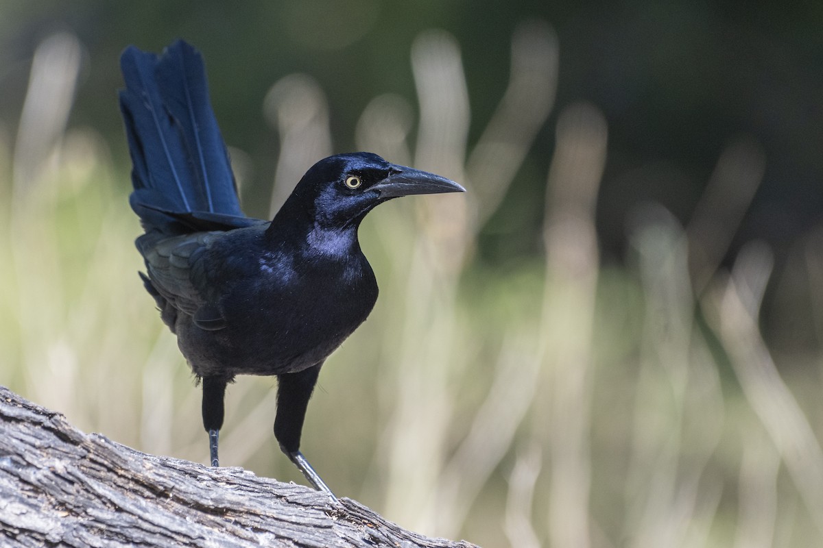 Great-tailed Grackle - ML400717231