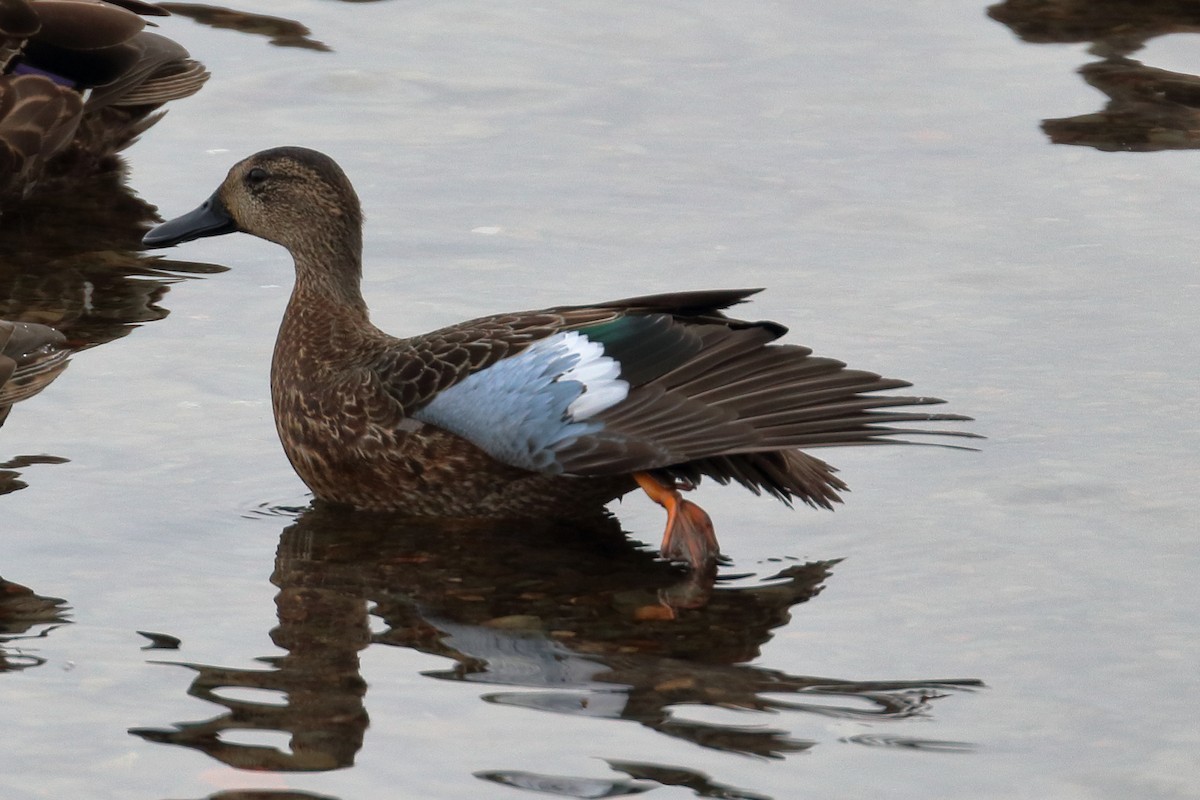 Blue-winged Teal - ML400717391