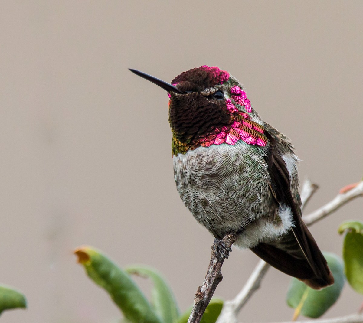 Anna's Hummingbird - Braxton Landsman