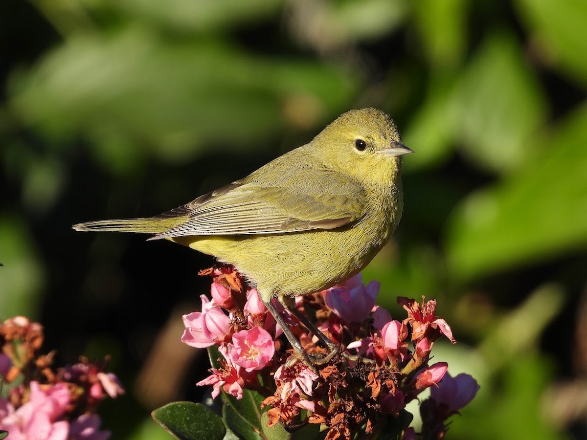 Orange-crowned Warbler (lutescens) - ML400720201