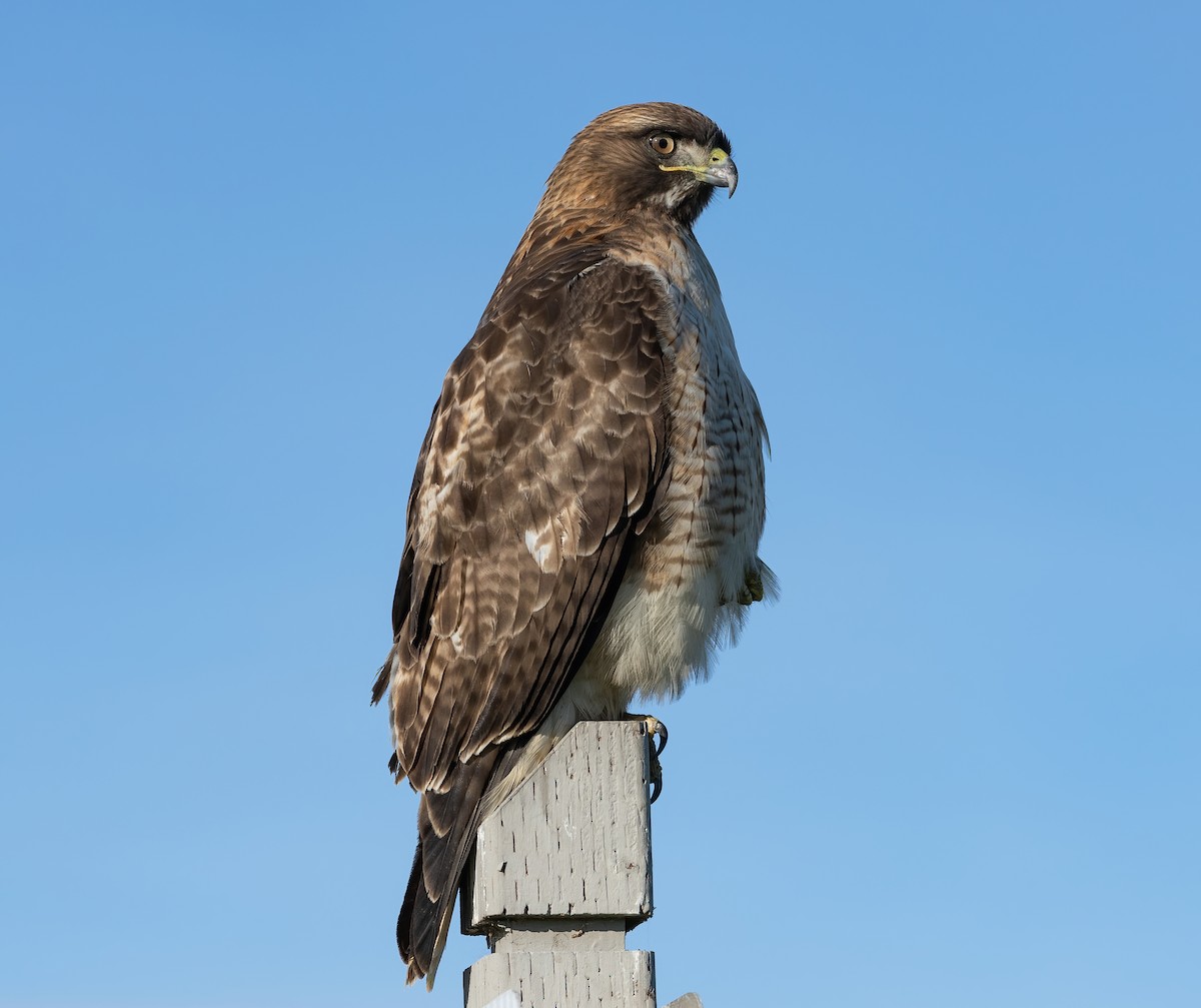 Red-tailed Hawk - ML400738961