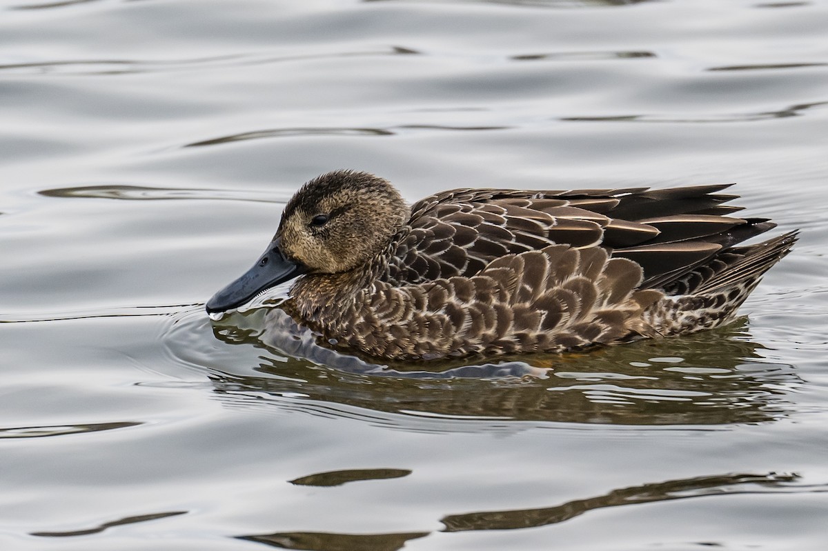 Blue-winged Teal - ML400746691