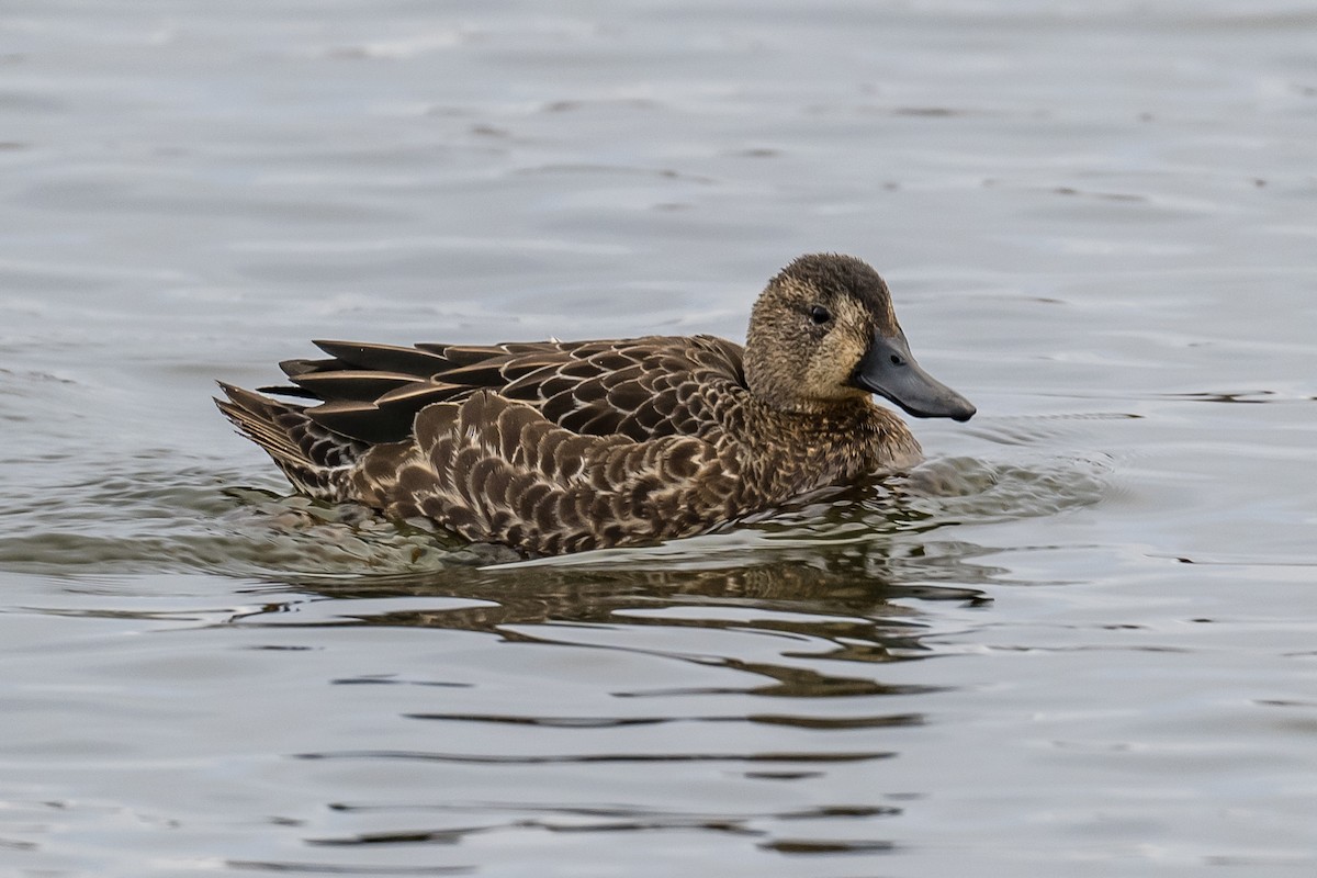 Blue-winged Teal - ML400746711