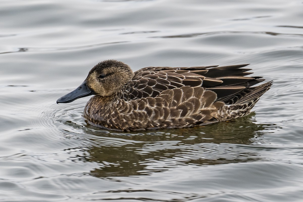 Blue-winged Teal - ML400746721
