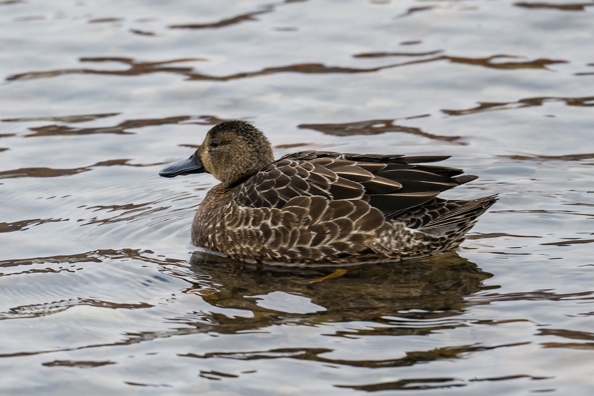 Blue-winged Teal - ML400746781