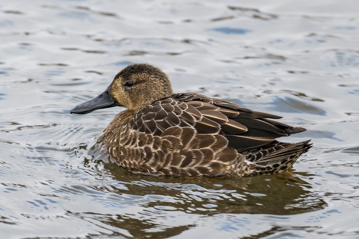 Blue-winged Teal - ML400746831
