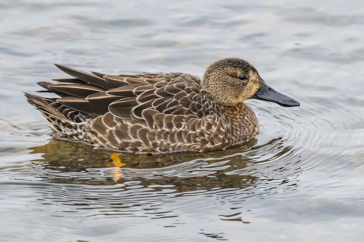 Blue-winged Teal - ML400746871