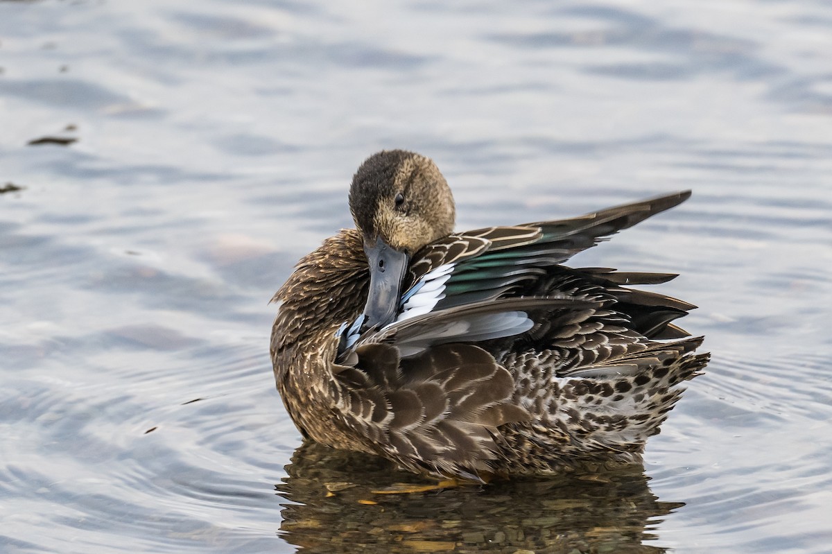 Blue-winged Teal - ML400746881