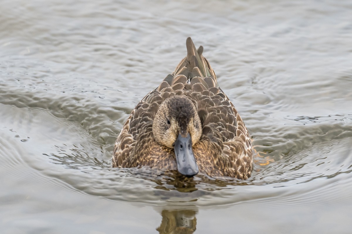 Blue-winged Teal - ML400746921