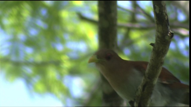Squirrel Cuckoo (Amazonian) - ML400749
