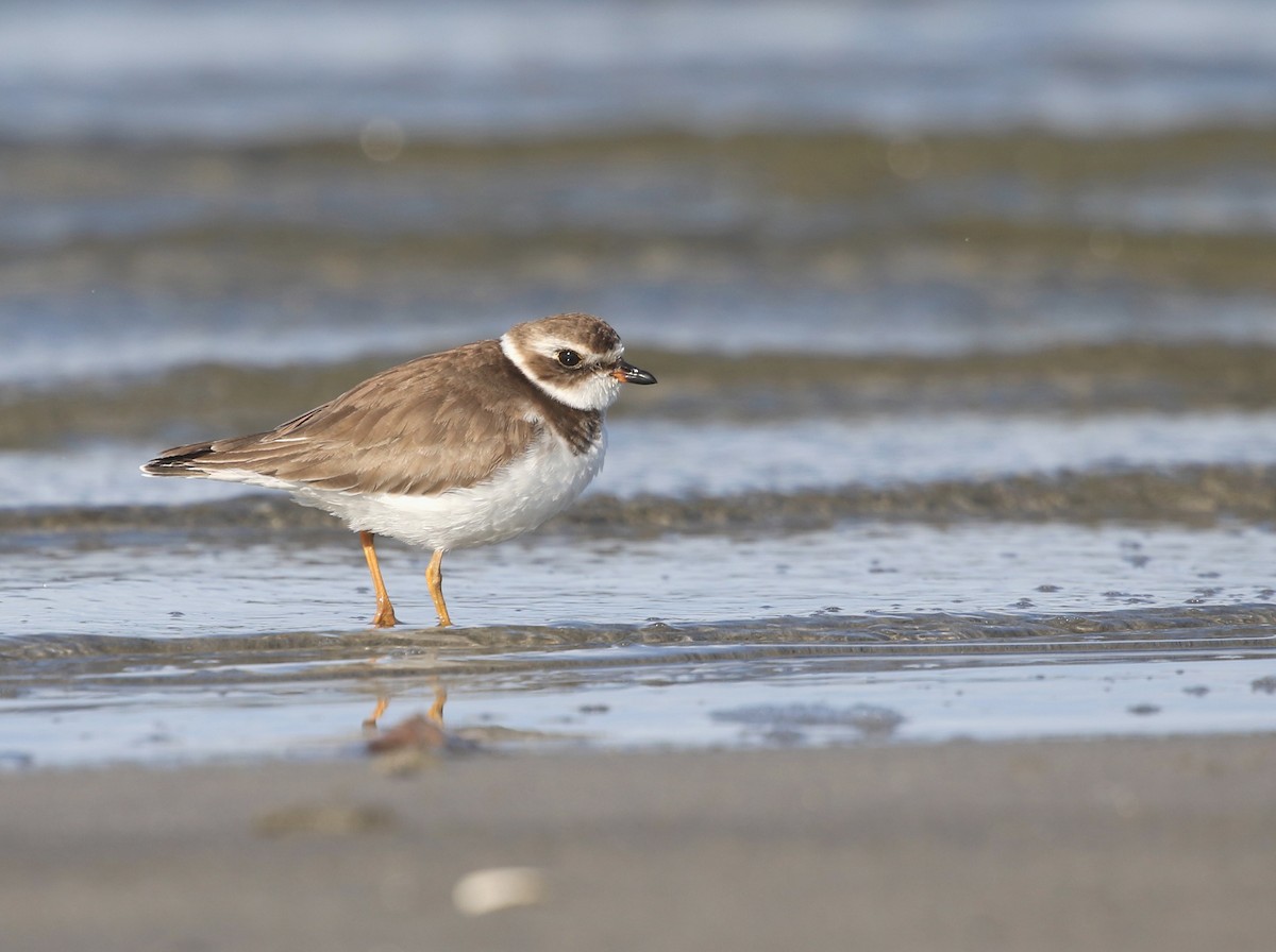 Semipalmated Plover - ML400749361