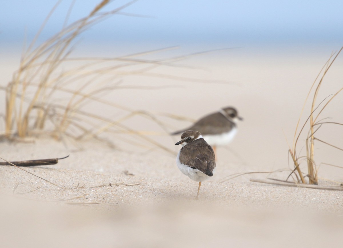 Semipalmated Plover - ML400749511