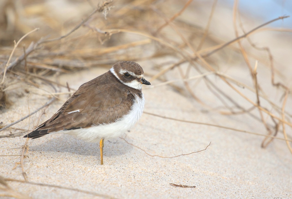 Semipalmated Plover - ML400749571