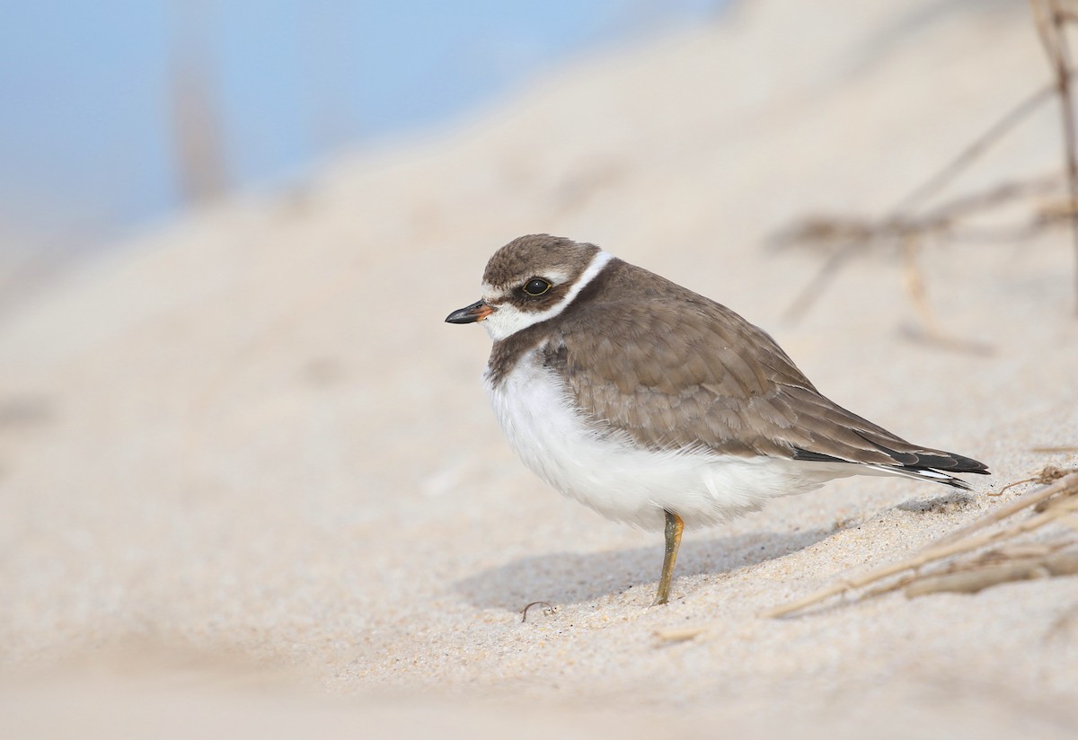 Semipalmated Plover - ML400749631