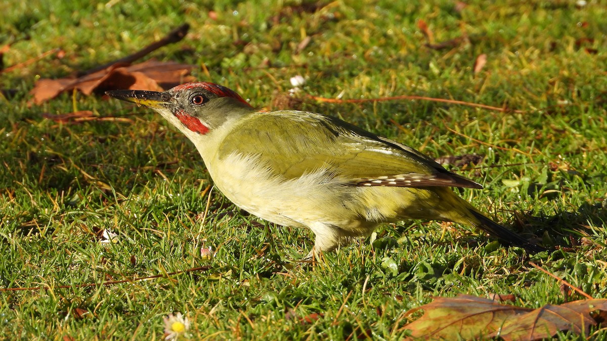 Iberian Green Woodpecker - Manuel García Ruiz