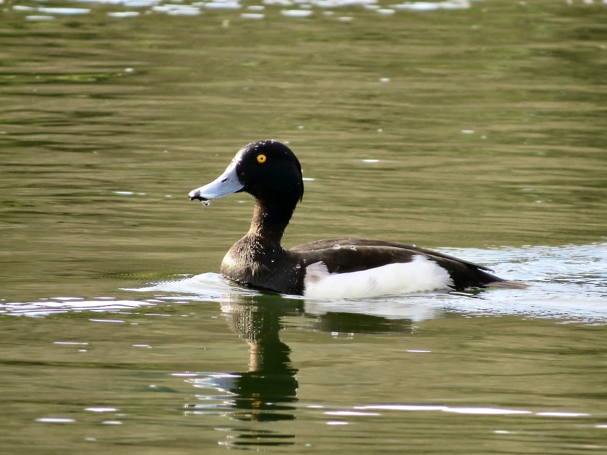 Tufted Duck - ML400755301