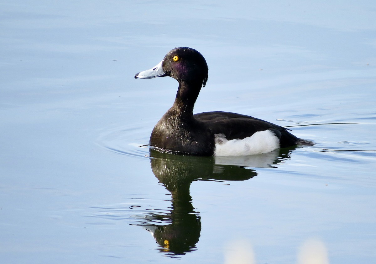 Tufted Duck - ML400755321
