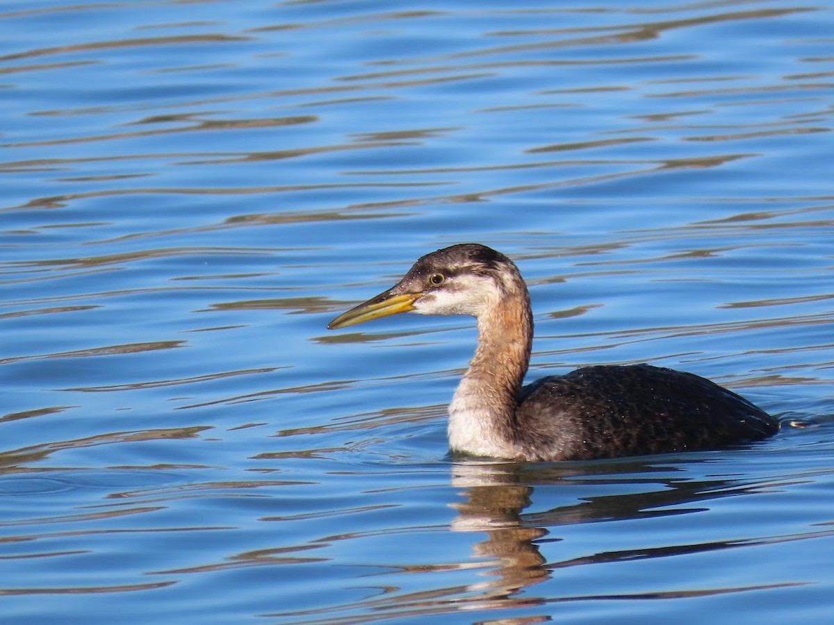 Red-necked Grebe - ML400755421