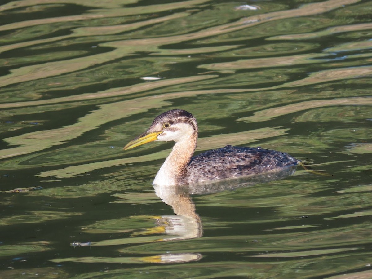 Red-necked Grebe - ML400755441