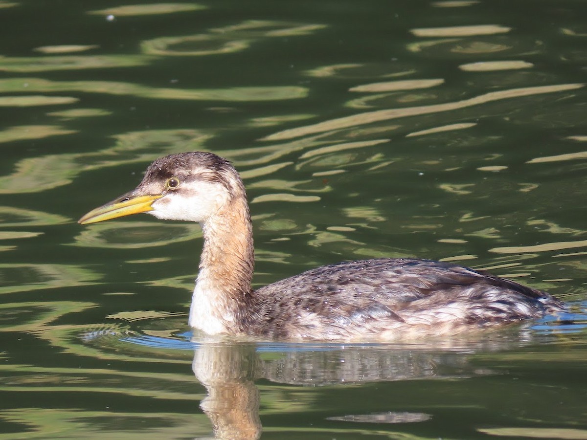 Red-necked Grebe - ML400755451