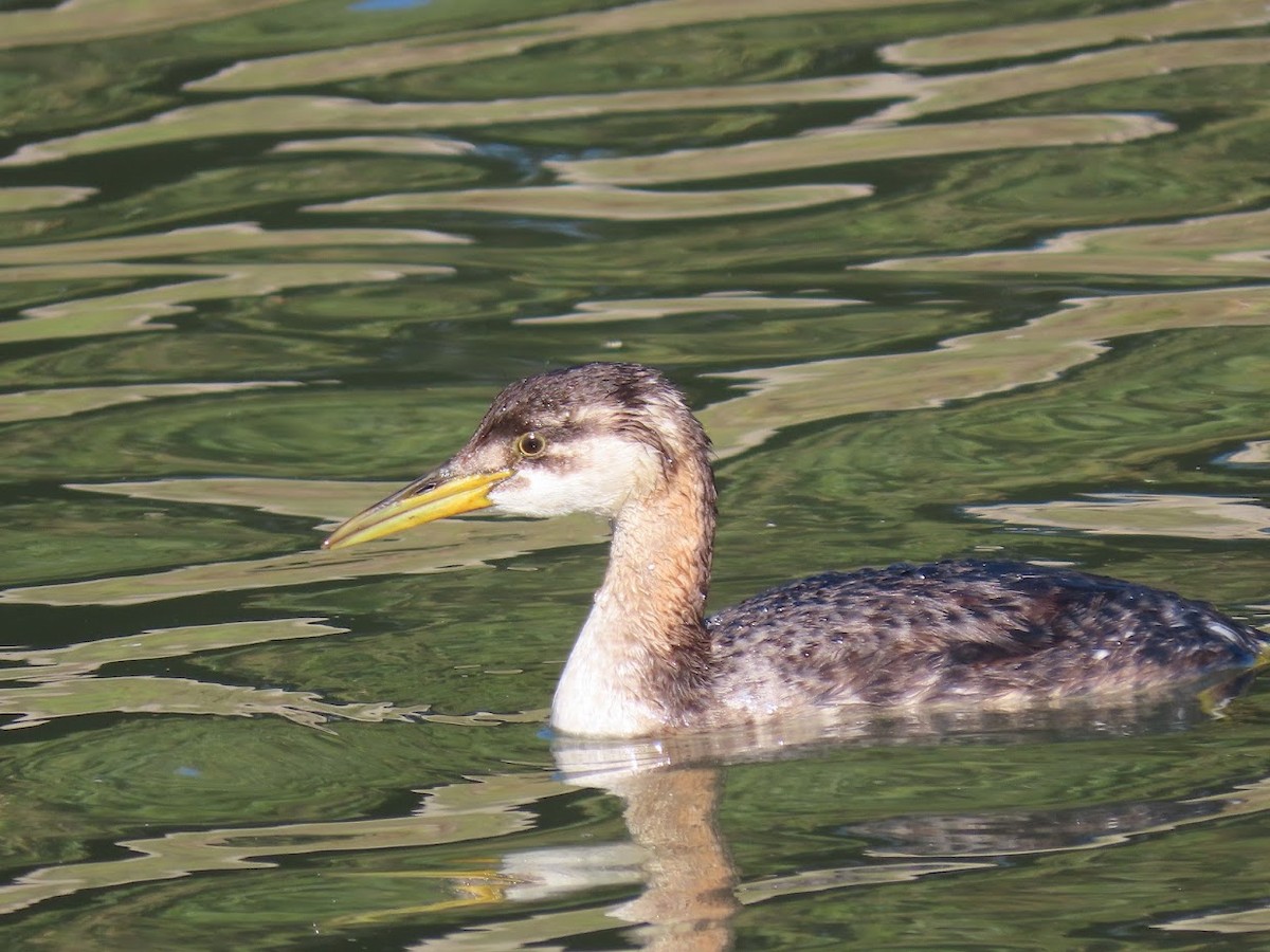 Red-necked Grebe - ML400755461