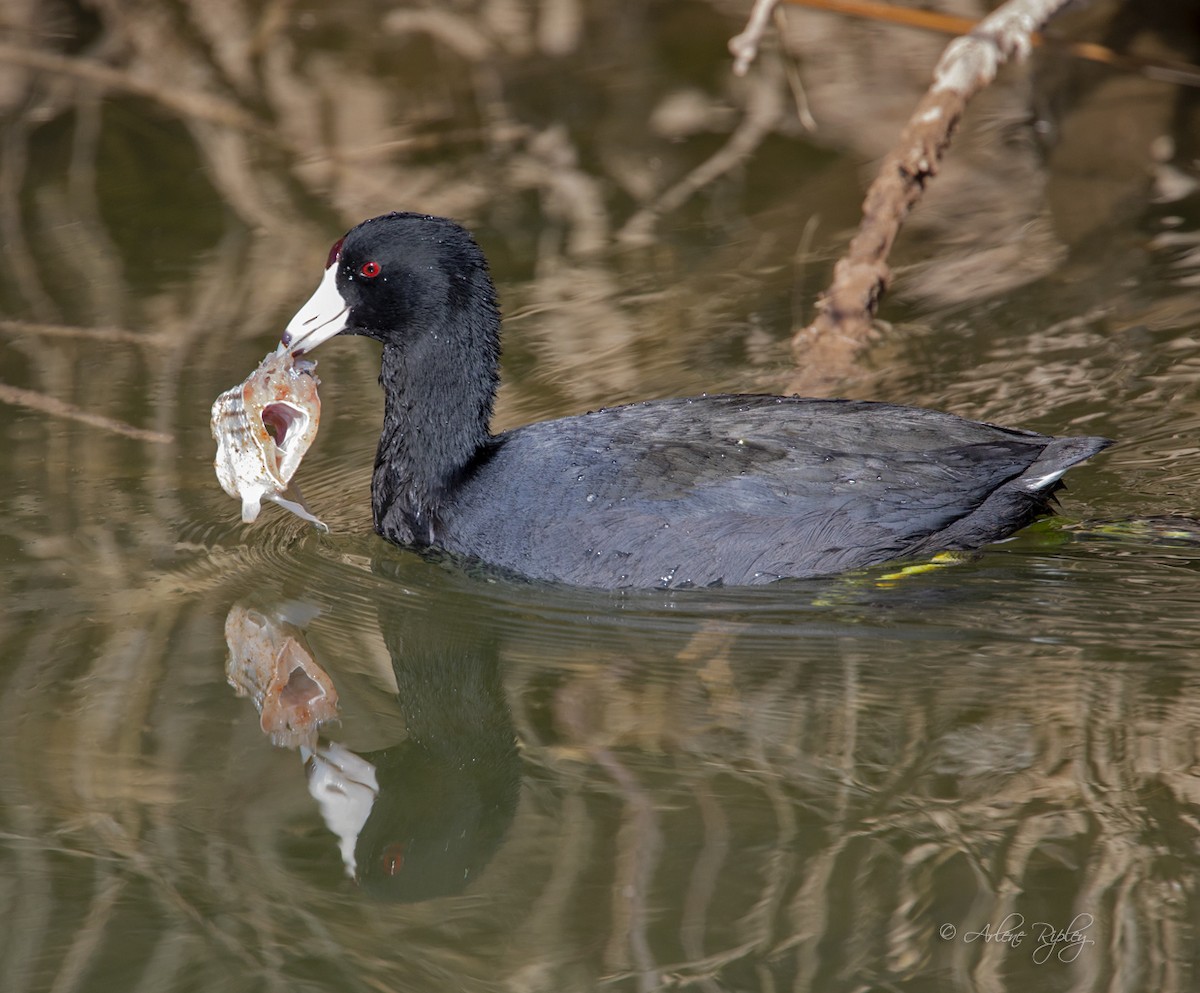 American Coot (Red-shielded) - ML400755571