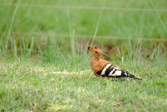 Bird on short grass. - Eurasian Hoopoe (African) - 