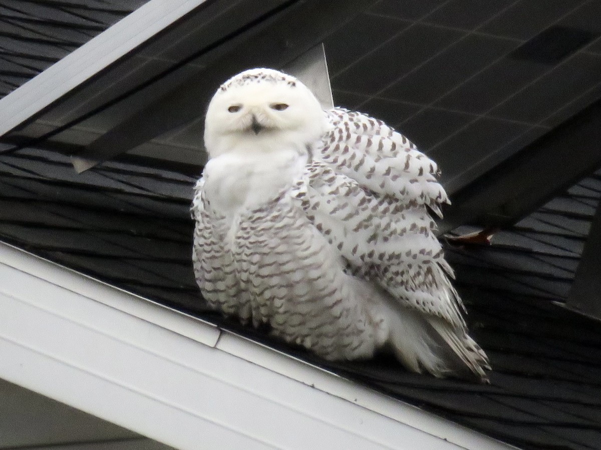 Snowy Owl - ML400756071